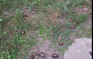 В Николаеве колонию спящих летучих мышей выбросили из окна