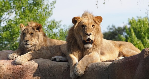 В испанском зоопарке обнаружили коронавирус у четырех львов