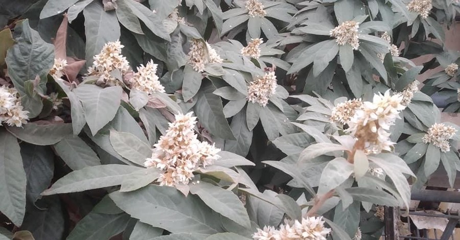 В ботаническому саду Днепра расцвела мушмула японская
