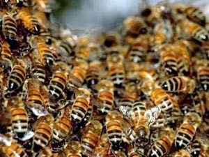 12 миллионов пчел стали жертвами одного ДТП 