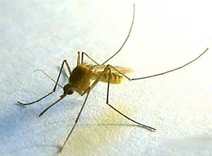 Китаец заработал состояние на продаже мертвых комаров 