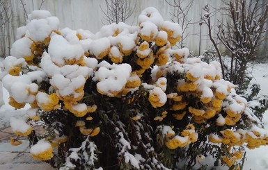 В Геническе и Крыму выпал первый снег