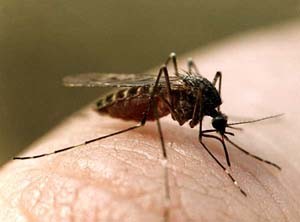 В Николаеве мужчина заболел «тропической малярией» 