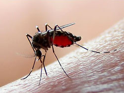 Комары мутировали и больше не боятся репеллентов 