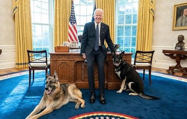 Собаку Байдена, покусавшую людей в Белом доме, отправят на перевоспитание