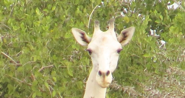 В Кении нашли жирафа-мутанта с белой шкурой