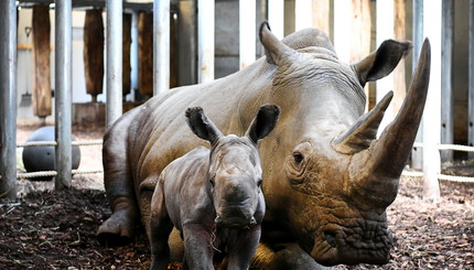 В голландском зоопарке Royal Burgers появился на свет детеныш редкого вида белого носорога.