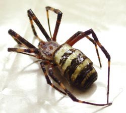 Ядовитые пауки нападают на украинцев 