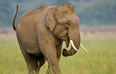 В Индии нашли мертвыми сразу 18 слонов. Возможно, они погибли от удара молнии