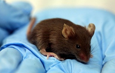 Австралию заполонили миллионы мышей-каннибалов 