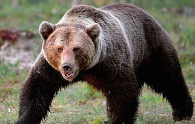 На Ивано-Франковщине опасаются нашествия медведей: хищники спускаются с гор