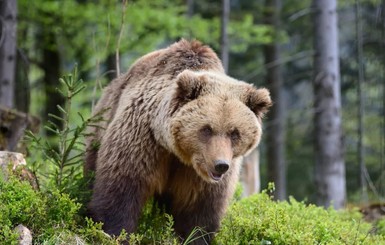Туристам на заметку: После теплой зимы в Карпатах стало в два раза больше медведей