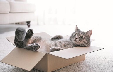 Научное открытие: если у кошки нет настоящей коробки, она заберется в вымышленную