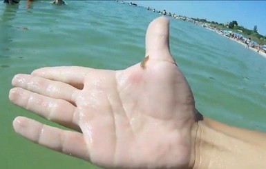 Азовское море заполонили морские блохи и змеи. Начали появляться и медузы