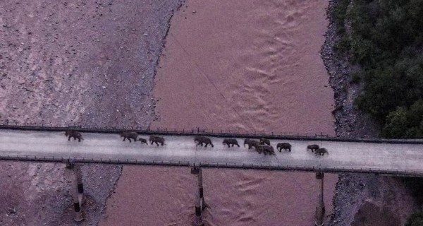 Стадо диких слонов, которое навело шороху в Китае, вернулось домой