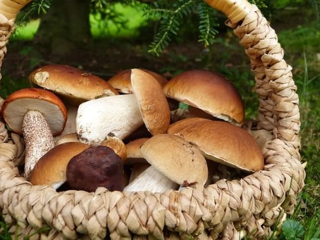 Екскурсії за грибами: скільки потрібно заплатити, щоб зібрати кошик білих