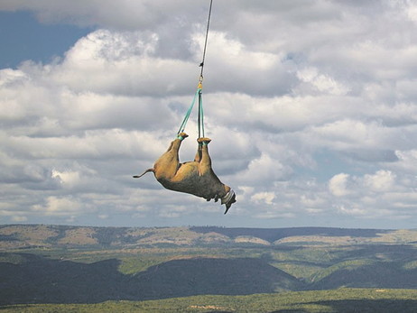 Підвішувати носорогів - це правильно! Вчені вимагають відкликати Шнобелевську премію за це дослідження