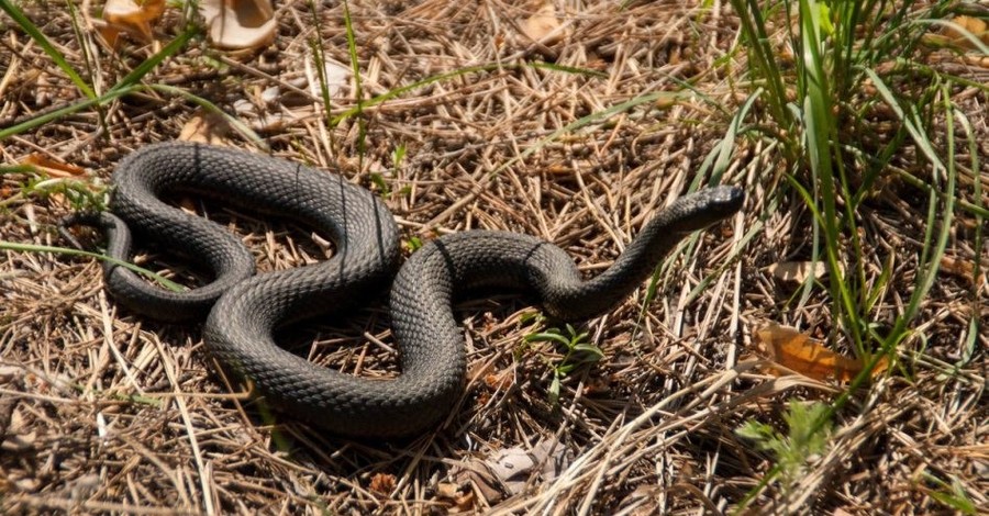Змій в Карпатах стало більше: в усьому винне глобальне потепління
