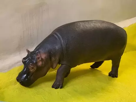 В Одеському біопарку оселився гіпопотам Нільсен