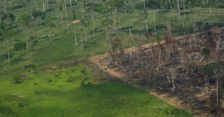 Влада Індонезії засумнівалася в даній на COP26 обіцянці покінчити з вирубкою лісів