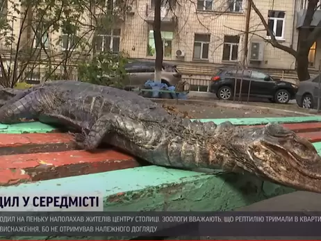 В Киеве на клумбе нашли мертвого крокодила  