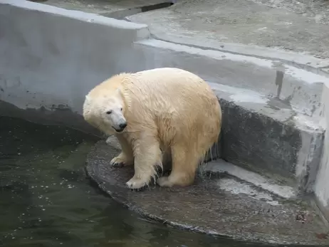 В Николаевском зоопарке празднуют 10-летие белой медведицы Зефирки