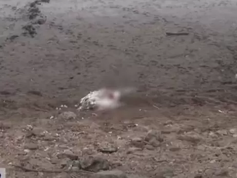 На Вінниччині поліція розслідує масову загибель лебедів