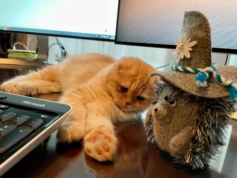 Доктор Комаровский устроил на работу котенка, похожего на себя, и завел ему Инстаграм