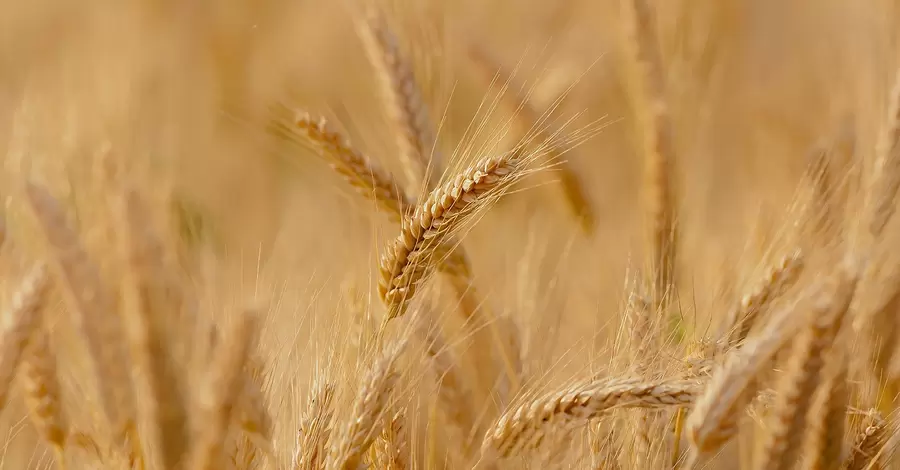 В Украине собрали рекордный урожай зерновых за годы независимости