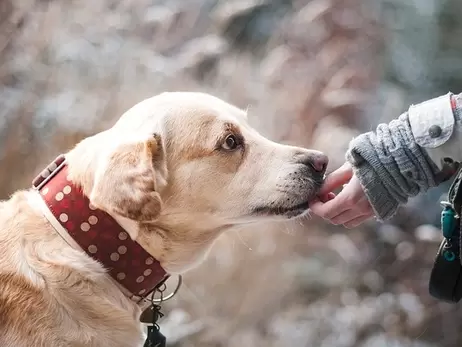Собака врятував з води хлопчика, що провалився під лід у Києві