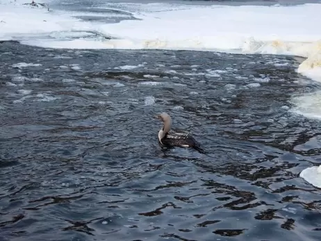 У заповіднику «Древлянський» на Житомирщині врятували рідкісного птаха, який гніздиться на Алясці