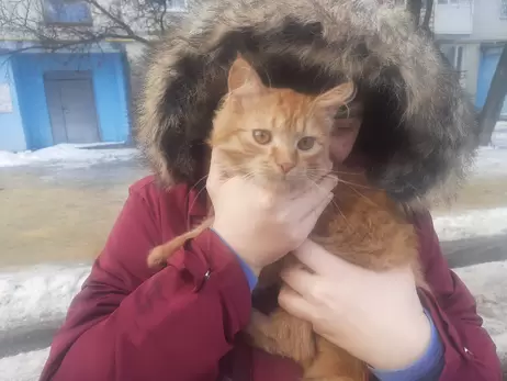 В Харькове случайная прохожая спасла кота, который залез под капот автомобиля 