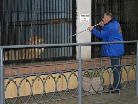 Трех львов, рожденных в николаевском зоопарке, передают в реабилитационный центр ЮАР