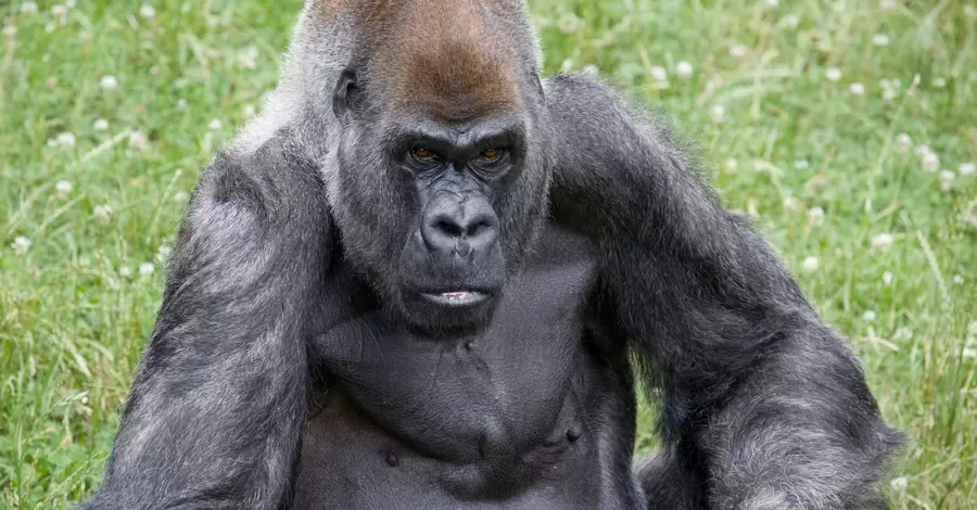  В зоопарке Атланты умер Оззи — самый старый в мире самец гориллы