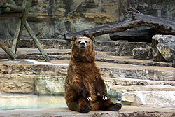 9 августа в киевском зоопарке отпразднуют День медведя  