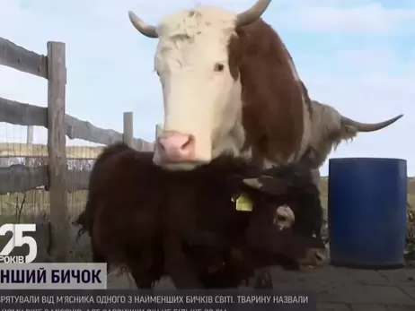 В Германии спасли одного из самых маленьких быков в мире, которого хотели отдать мясникам