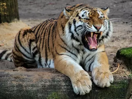 В зоопарке США студент-биолог пытался проникнуть в вольер к тиграм