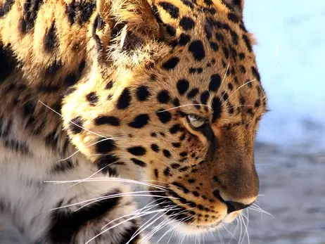 У зоопарку Миколаєва перше поповнення за час війни, малюк народився у далекосхідних леопардів