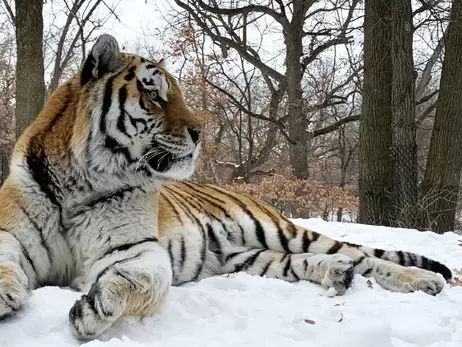 В США внезапно умер тигр по кличке Путин