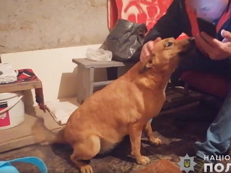 В Полтаве бездомная собака Чапа во время сирены водит людей в укрытие 