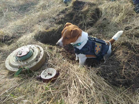 Знаменитый служебный пес Патрон помогает спасателям разминировать Черниговскую область