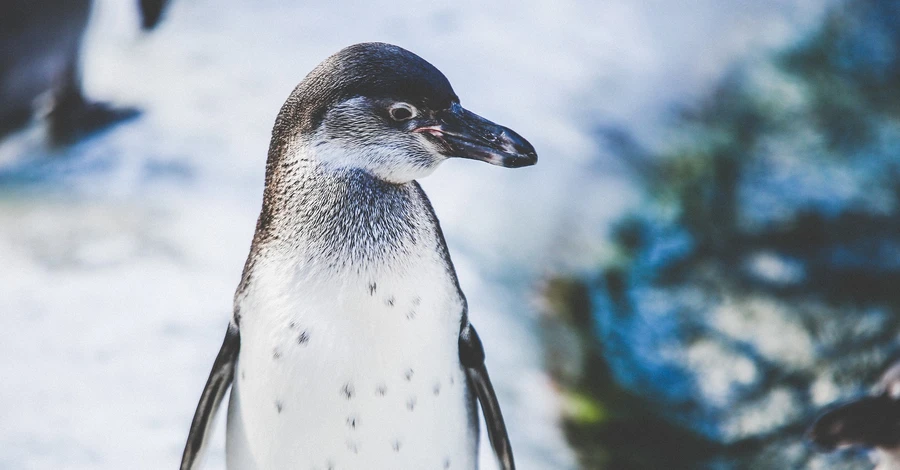 Украинские полярники показали забавное видео с пингвином, который побоялся нырять в океан