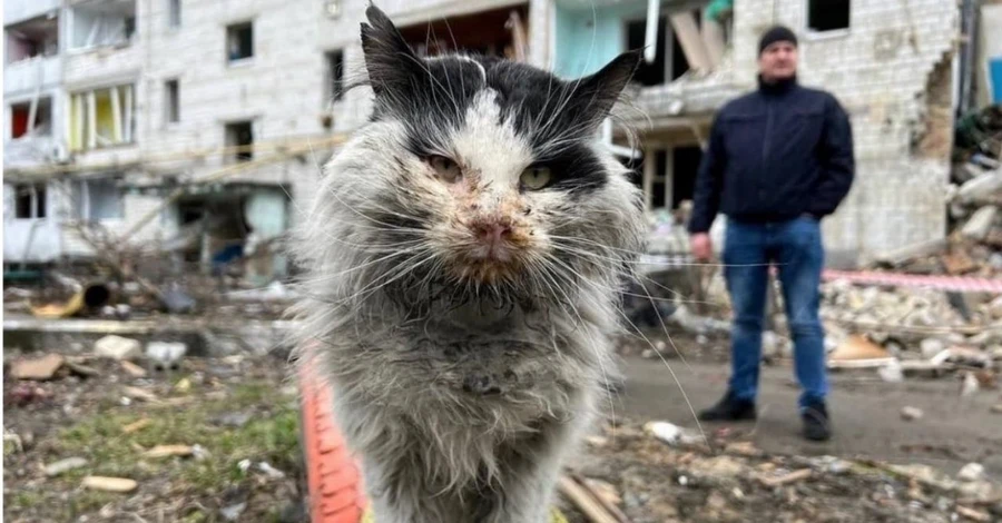 Умер кот Мурчик, ставший одним из символов трагедии в Бородянке