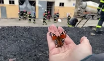 Пожежні та метелики
