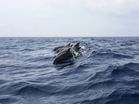 Из-за военных действий у берегов Одесской области массово погибают дельфины