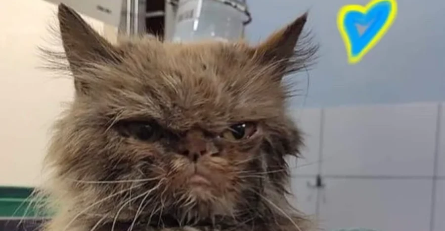 Спасенная кошка из Бородянки получила имя Шафа и оказалась похожа на Grumpy Cat