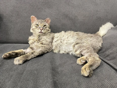 Обгоревший кот Феникс из Андреевки идет на поправку: животное перенесло опасную инфекцию