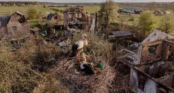 У село Мощун, повністю зруйноване російськими окупантами, повернулися лелеки