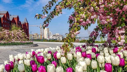 В Україні цвітуть тюльпани Яскраві та барвисті фото