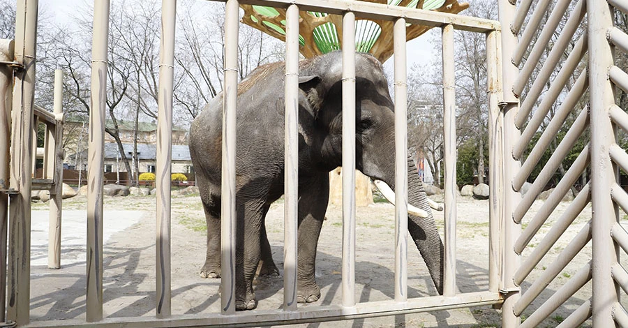 Киевский зоопарк открыл двери для посетителей